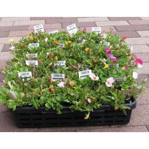 ポーチュラカの苗