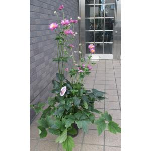 受注生産 薩摩焼 十五代沈壽官作(ちんじゅかん)白薩摩九寸花瓶 本金秋