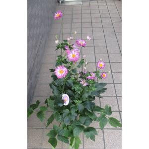 ピンク色の八重咲き秋明菊の詳細画像1