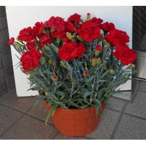 真っ赤な色のカーネーション７号大鉢植え　送料無料ギフトです！！