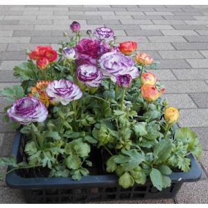 当店農場生産】ラナンキュラス ラックス グレーシス 9cmポット苗