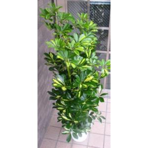 中型観葉植物 ホンコンカポック【八号鉢】の詳細画像1