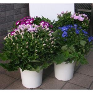 サイネリア鉢花4鉢セットです。