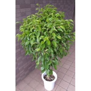高さ約100cmの ゴールドクレスト【七号鉢】 : フラワーショップ