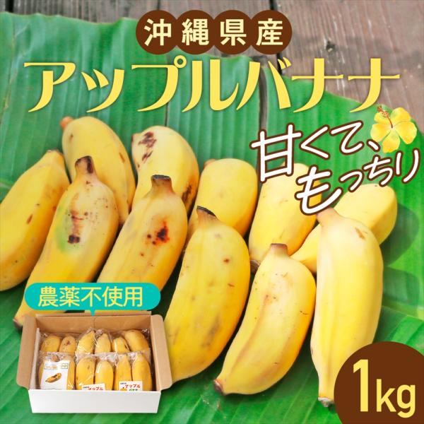沖縄県産 果物 バナナ 国産 アップルバナナ（約1kg）【2026年夏発送】送料無料