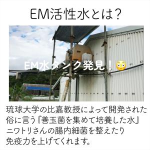 抗生物質不使用・ワクチン不使用 EM菌育ちの沖...の詳細画像3