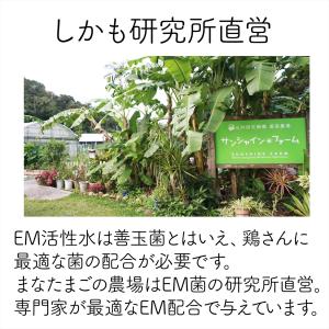 抗生物質不使用・ワクチン不使用 EM菌育ちの沖...の詳細画像4
