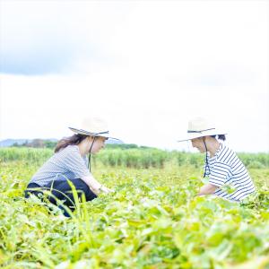 紅芋 スイーツ 砂糖不使用 糖度70度 無添加...の詳細画像5