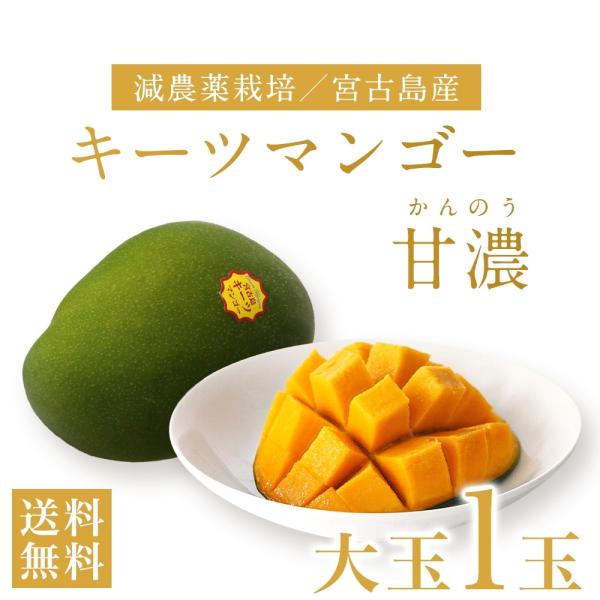 産地直送・沖縄・宮古島産　キーツマンゴー甘濃(かんのう)《1玉》大玉｜減農薬栽培・自然栽培でチーズケ...