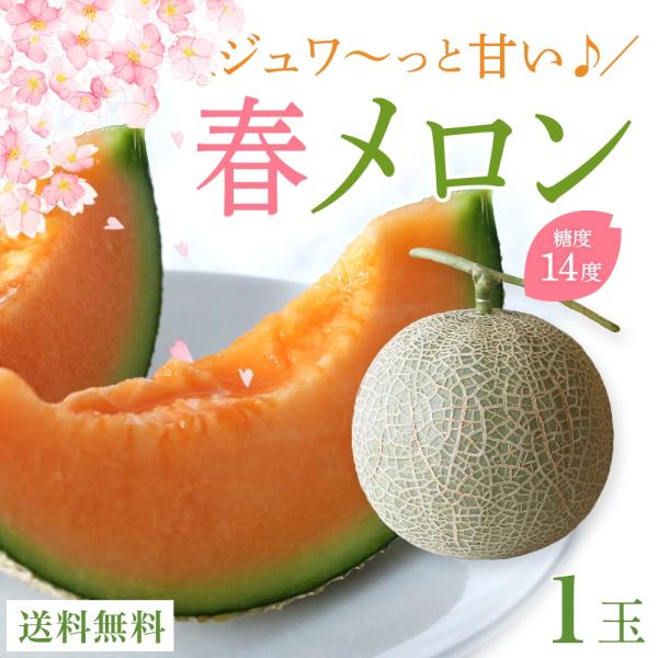 メロン ギフト 宮古島産 春メロン フルーツ 贈答用 プレゼント（大玉1玉）【4月下旬頃〜発送】｜送...
