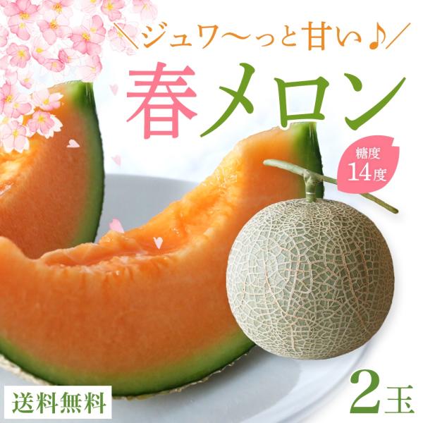 メロン ギフト 宮古島産 春メロン フルーツ 贈答用 プレゼント（大玉2玉）【4月下旬〜発送】｜送料...