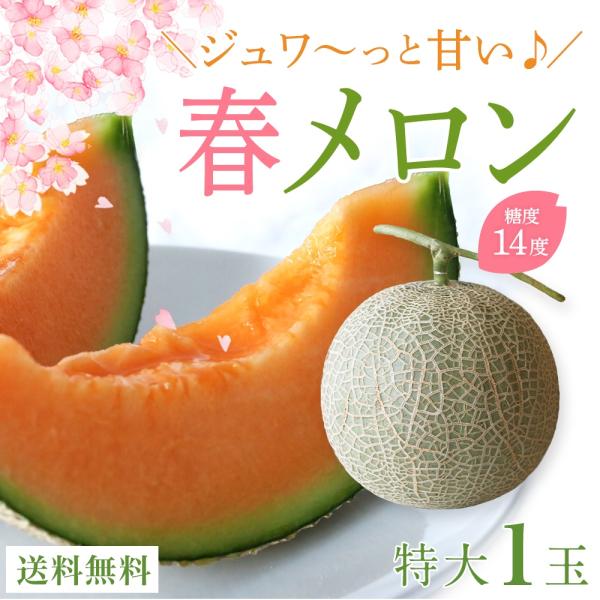 特大 メロン ギフト 宮古島産 春メロン フルーツ 贈答用 プレゼント（特大1玉）【4月下旬〜発送】...