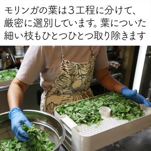 沖縄県産 高品質・モリンガパウダー 30g(農...の詳細画像3