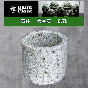 アガベ 黒い鉢植え 約30cm アガベ 黒い鉢植え 約30cm アガベ 黒い鉢植え 約30cm 鉢】アガベに