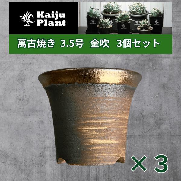Kaiju Plant 萬古焼 3.5号 陶器鉢 ラッパ アガベ 多肉 塊根 用 金吹 3鉢セット