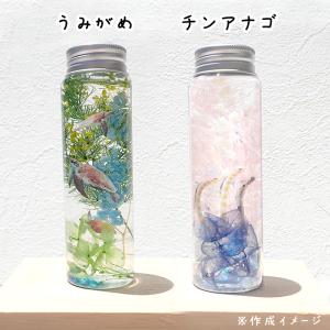 ハーバリウム 夏休み 工作キット 海の生き物 ...の詳細画像5