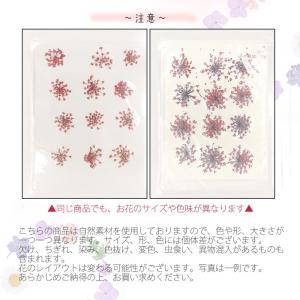 押し花 (44) レースフラワー ドライフラワ...の詳細画像3