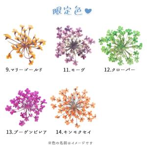 押し花 (44) レースフラワー ドライフラワ...の詳細画像2