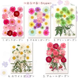 ポイント5倍★ 押し花 (51) ガーデン ド...の詳細画像1