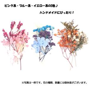 ドライフラワー (56) ちょっと詰め 3色 ...の詳細画像1