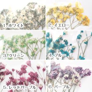 押し花 (70) かすみ草 ドライフラワー 花...の詳細画像1