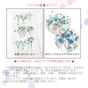 押し花 (70) かすみ草 ドライフラワー 花...の詳細画像3
