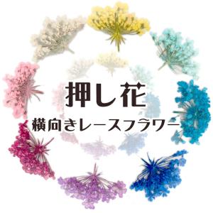 パーツ 71. 押し花 横向きレースフラワー 花 ドライフラワー レジン 小さめ 高品質 真空パック 花材 ハンドメイド クラフトDIY 国内発送