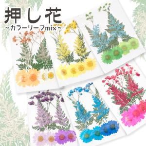 押し花 (73) カラーリーフMIX 6色 ドライフラワー 花材 レジン