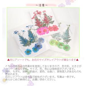 押し花 (73) カラーリーフMIX 6色 ド...の詳細画像2
