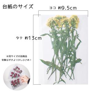 押し花 (85) タラスピ ドライフラワー 花...の詳細画像2