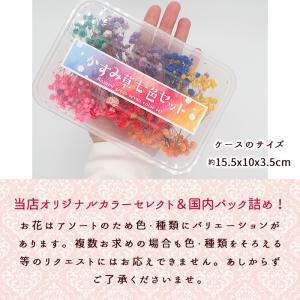 ポイント5倍★ ドライフラワー (94) かす...の詳細画像3