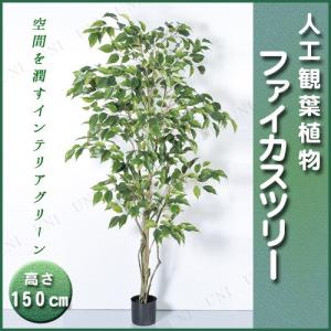 取寄品  人工観葉植物 ファイカスツリーポット 150cm｜party-honpo
