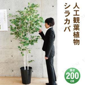 取寄品  フェイクグリーン 光触媒 シラカバ 200cm｜party-honpo