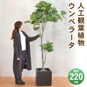 取寄品  フェイクグリーン 光触媒 ウンペラータ 220cm｜party-honpo