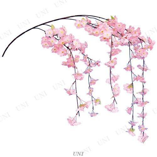 135cmシダレ桜