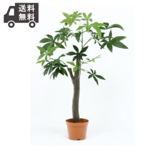 [送料無料]家具 観葉植物 パキラ 朴の木タイプ｜partyhouse702