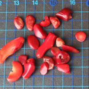 珊瑚 さざれ石 50g 浄化 インテリア 天然...の詳細画像1