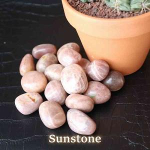 1 本の巨大な美しいメガロドン歯化石サメの歯 : FUKU Store - 通販