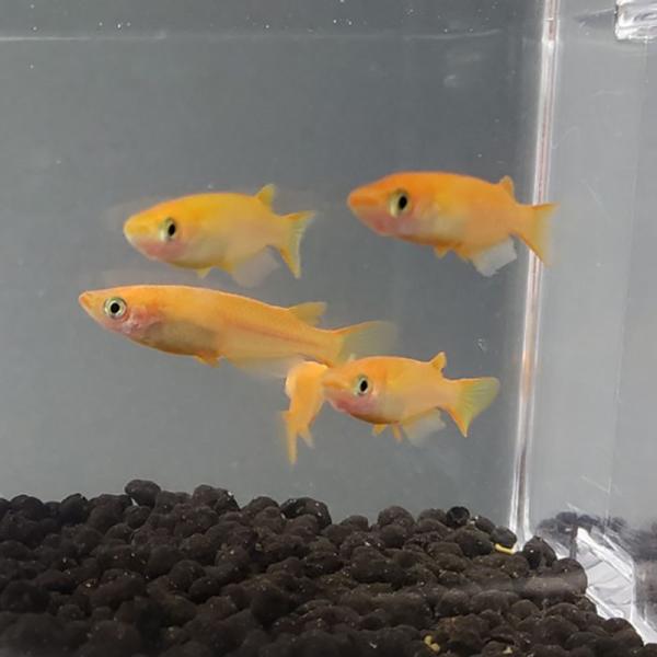 【5匹】楊貴妃めだか / 楊貴妃メダカ 【信州きんぎょ姫】