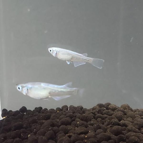 【10匹】幹之めだか / みゆきメダカ 【信州きんぎょ姫】