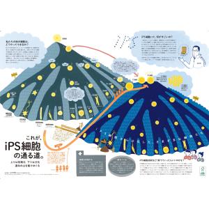 これが、iPSの通る道。　A2判　（山中伸弥博士監修）