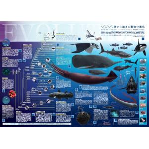 海から始まる動物の進化　A2判　