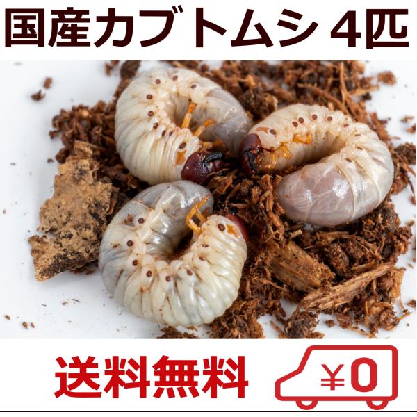 カブトムシ 幼虫 国産 生体 4匹 セット 3令 大きい サイズ 大型 血統 4頭