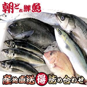 鮮魚セット 丸ごと 5〜6種類 生魚 詰め合わせ 『三浦半...