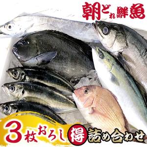 鮮魚セット 3枚おろし 5〜6種類 詰め合わせ 『三浦半島...