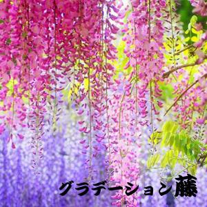 全長110cm 6本セット ガーランド 藤 ふじの花 フェイクグリーン 造花 フィステリア ハリガネ入り ツタ ツル 花見 インテリア イミテーション ディスプレイ Ff Fuji Peachyshop 通販 Yahoo ショッピング