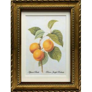 pealimo Ｓサイズ 22cm×17cm インテリア 絵画 植物画 壁飾り ピエール ジョセフ ルドゥーテ  ボタニカルアート 絵 Apricot Peach 果実 アンティーク｜pealimo-store