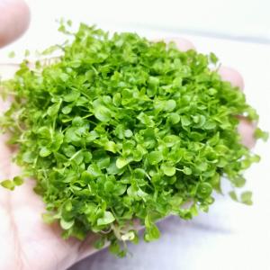 ニューラージパールグラス（約7cm）（水上葉、無農薬、スネールなし）