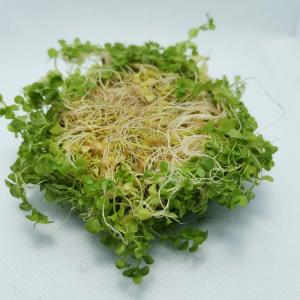 ニューラージパールグラス(径約7cm)(水上葉...の詳細画像2