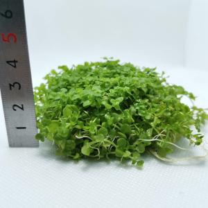 ニューラージパールグラス(径約7cm)(水上葉...の詳細画像3